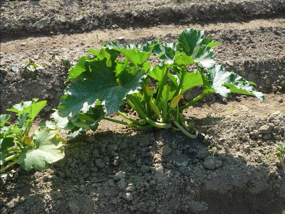 20101205 The Organic Farm16